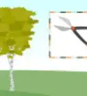 Grow Birch Trees