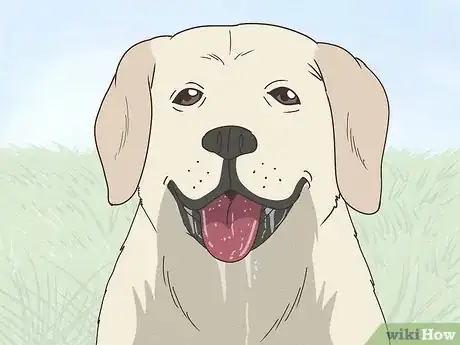 Image titled Spot Signs of Pancreatitis in Dogs Step 7