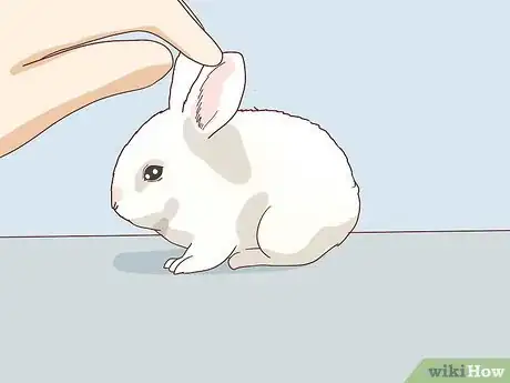 Image titled Befriend a Shy Rabbit Step 10