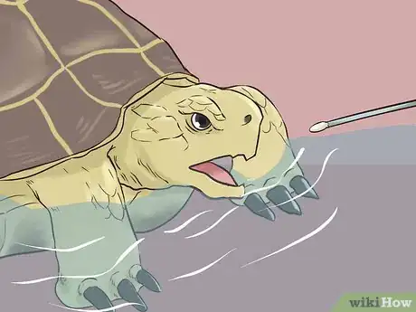 Image titled Bathe a Russian Tortoise Step 10