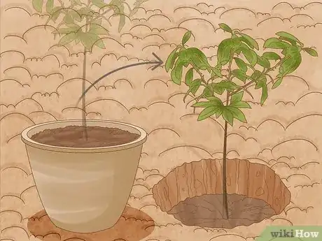 Image titled Grow Nutmeg Step 17