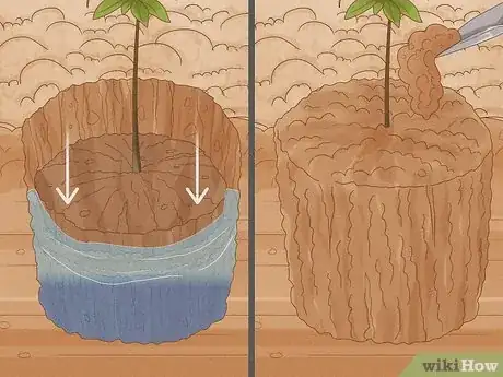 Image titled Grow Nutmeg Step 19