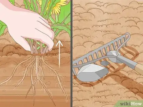 Image titled Grow Nutmeg Step 15