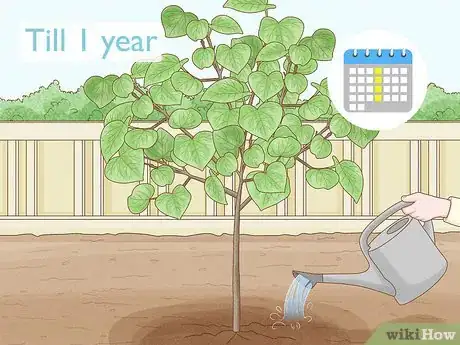 Image titled Grow a Redbud Tree from Seed Step 13
