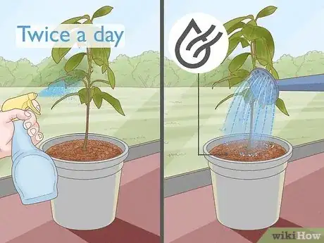 Image titled Grow Nutmeg Step 12