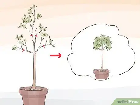 Image titled Prune a Standard Fig Tree Step 1