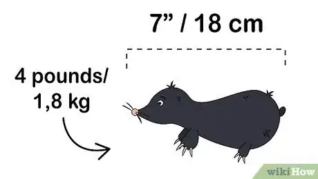 Image titled Get Rid of Moles in Your Garden Step 5