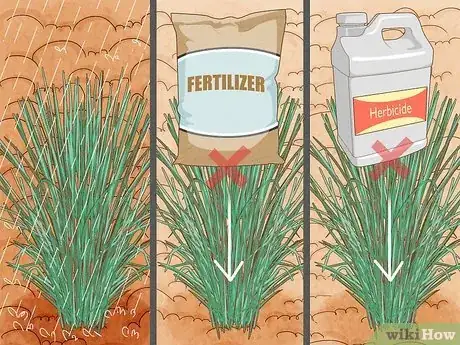 Image titled Plant Switchgrass Step 9