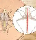 Dissect a Locust