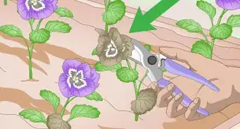 Grow Pansies