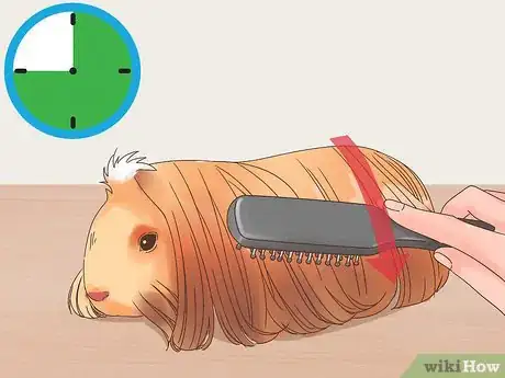 Image titled Show a Guinea Pig Step 13