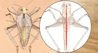 Dissect a Locust