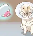 Remove a Dog’s Skin Tags at Home