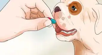 Help Dogs with Joint Problems and Stiffness