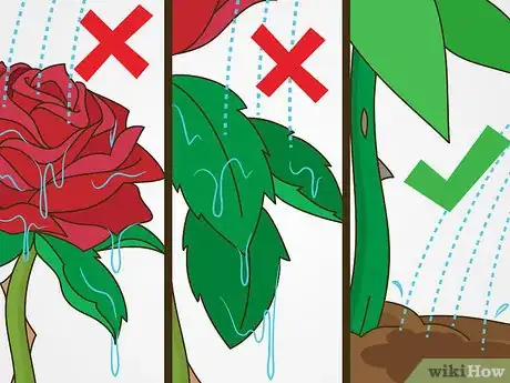 Image titled Maintain Roses Step 14