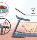 Get a Dog to Use a Treadmill