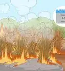 Plant Switchgrass