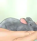 Humanely Kill a Rodent