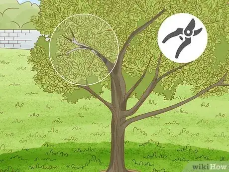 Image titled Grow Nutmeg Step 22