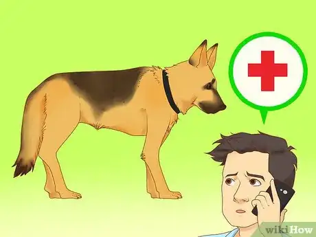 Image titled Make Your German Shepherd Gain Weight Step 11