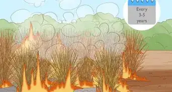 Plant Switchgrass