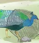 Catch a Peacock