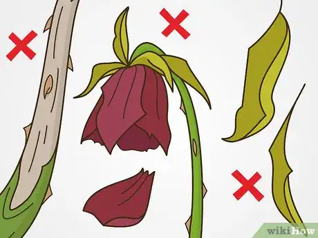 Image titled Maintain Roses Step 15