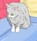 Identify a Siberian Cat