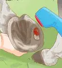 Identify a Hoof Abscess in Horses