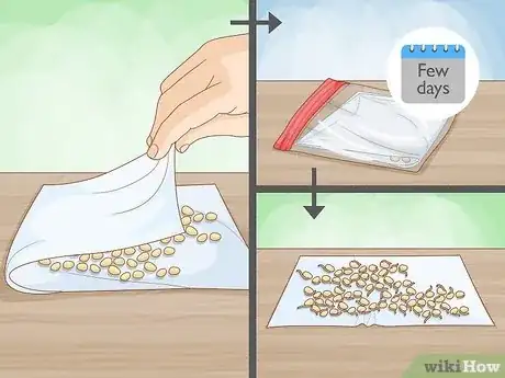 Image titled Grow Lima Beans Step 2