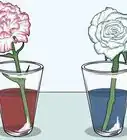 Change the Color of a Celery Stalk