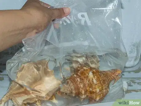 Image titled Clean and Polish Seashells Step 6