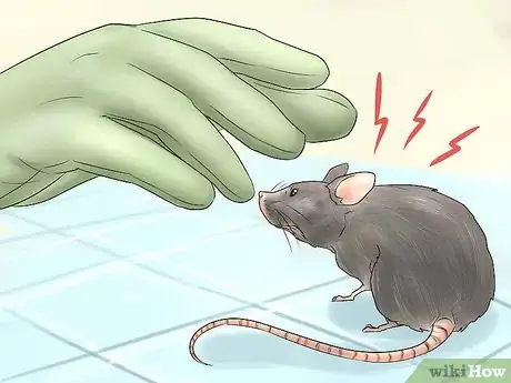 Image titled Humanely Kill a Rodent Step 18