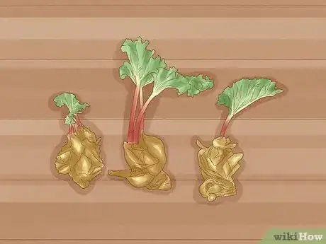 Image titled Grow Rhubarb Step 2