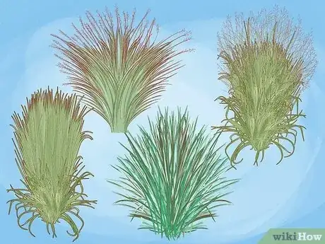 Image titled Plant Switchgrass Step 1
