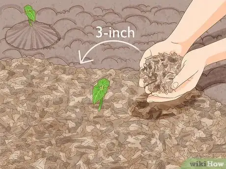 Image titled Grow Pole Beans Step 8