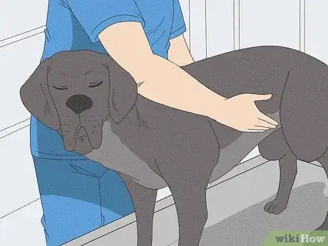 Image titled Spot Signs of Pancreatitis in Dogs Step 13