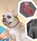 Exercise an English Bulldog