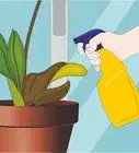 Care for Orchids