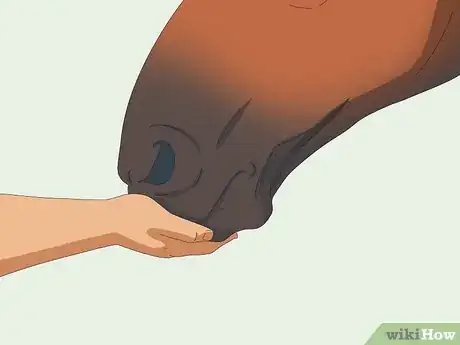 Image titled Teach a Horse to Come when Called Step 5