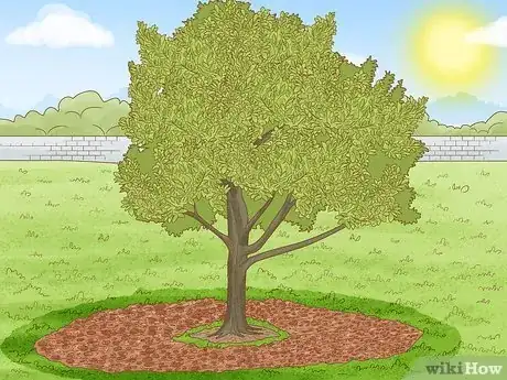 Image titled Grow Nutmeg Step 20