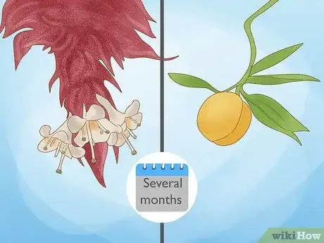 Image titled Grow Nutmeg Step 23