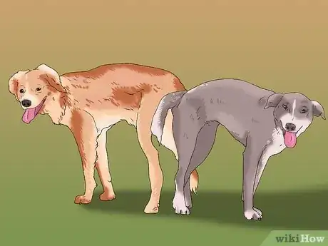 Image titled Breed Show Dogs Step 16