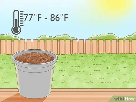 Image titled Grow Nutmeg Step 10