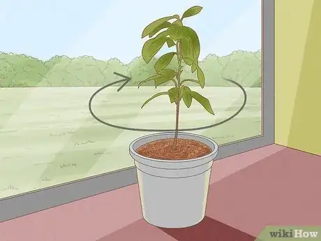 Image titled Grow Nutmeg Step 13