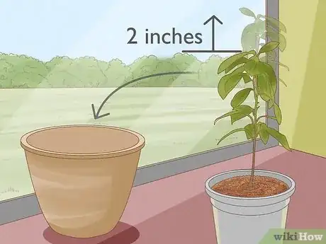 Image titled Grow Nutmeg Step 14
