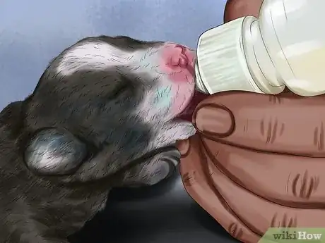 Image titled Save Orphaned Newborn Puppies Step 10