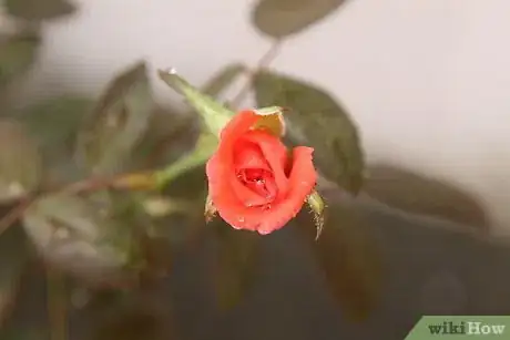Image titled Grow a Rose Bush from a Single Stem or Cutting Step 3