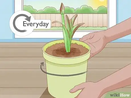 Image titled Plant Amaryllis Step 8