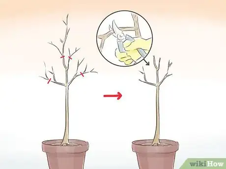 Image titled Prune a Standard Fig Tree Step 2